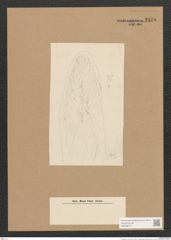 Berkeleya sp. (de-Toni-Nr.: Genus 21) Zeichnungen Sammlung Grunow Nr. 2378 (NHMW-BOT-W0369513)